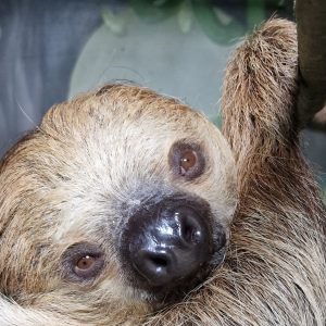 Sloth Raffle Tickets